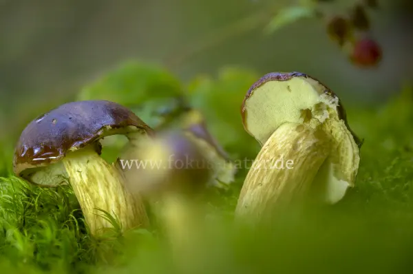 Fokus-Natur Bild
