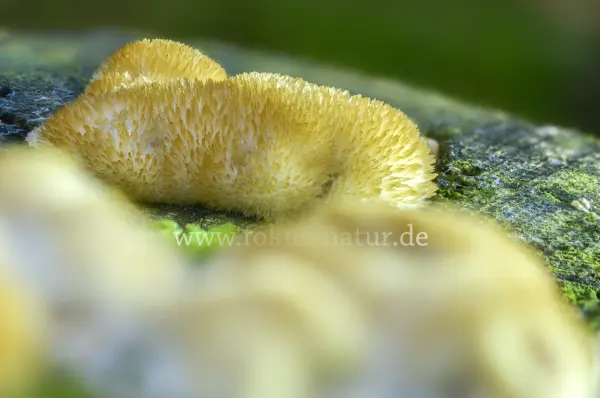 Fokus-Natur Bild