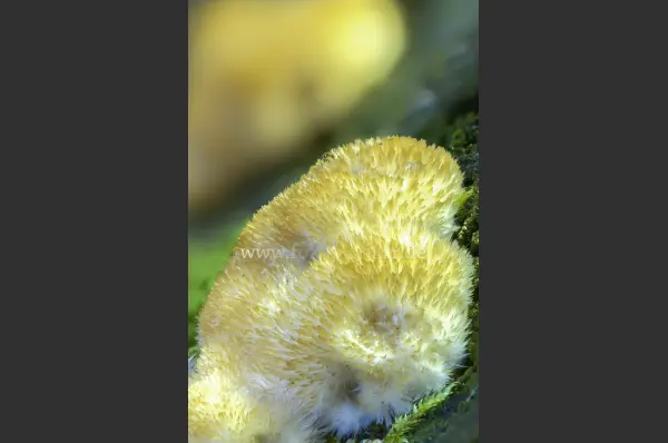 Fokus-Natur Bild