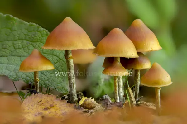 Fokus-Natur Bild