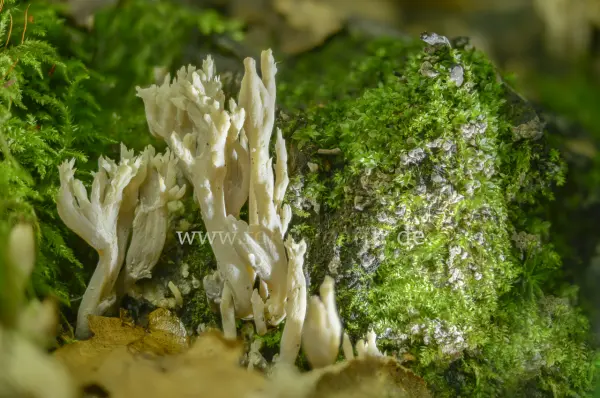 Fokus-Natur Bild