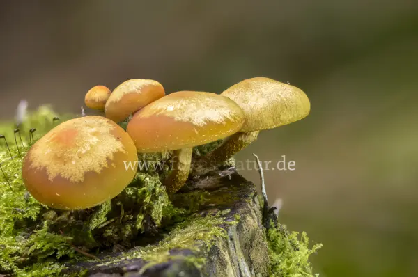 Fokus-Natur Bild