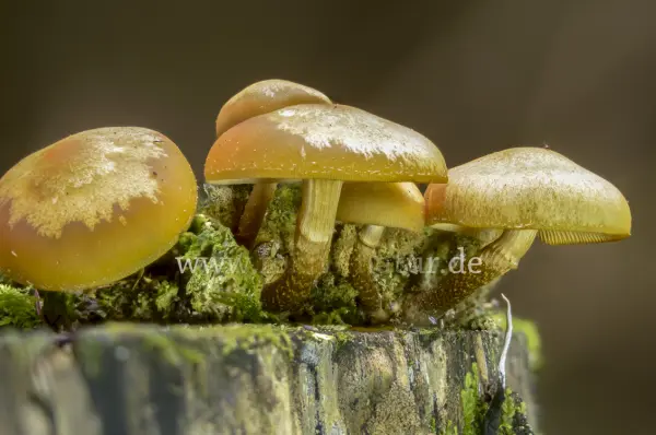 Fokus-Natur Bild