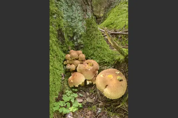 Fokus-Natur Bild
