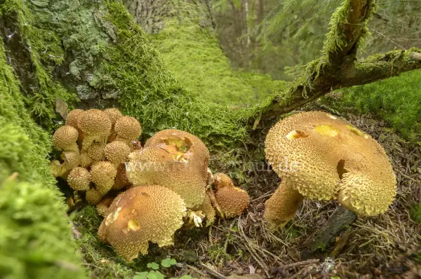 Fokus-Natur Bild