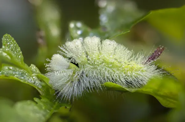 Fokus-Natur Bild