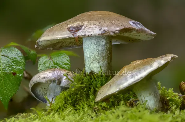 Fokus-Natur Bild