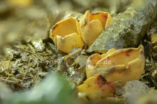 Fokus-Natur Bild