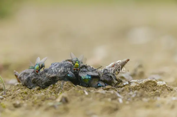 Fokus-Natur Bild