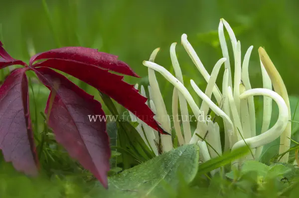Fokus-Natur Bild