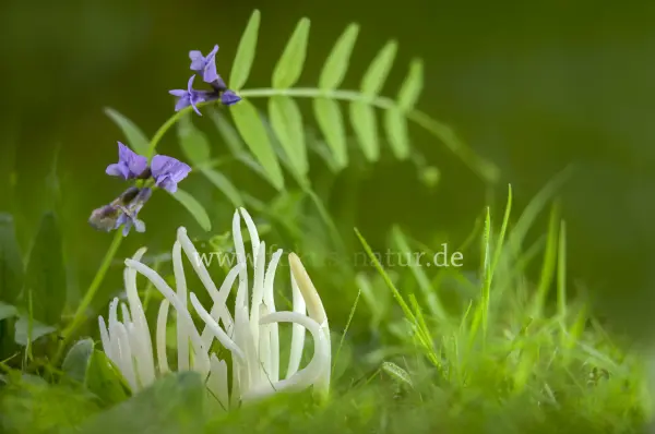 Fokus-Natur Bild