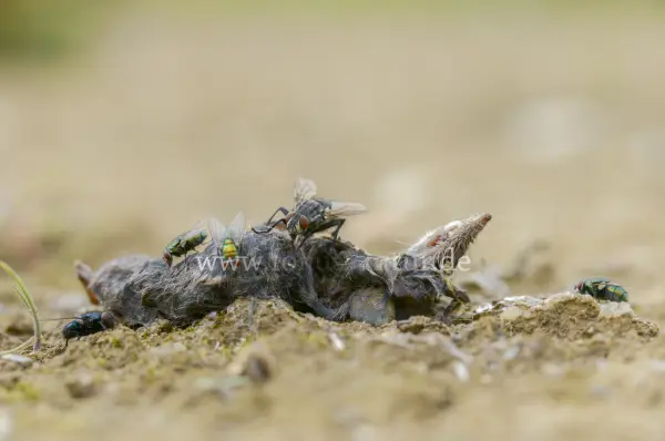 Fokus-Natur Bild
