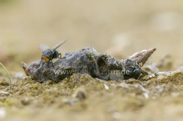 Fokus-Natur Bild