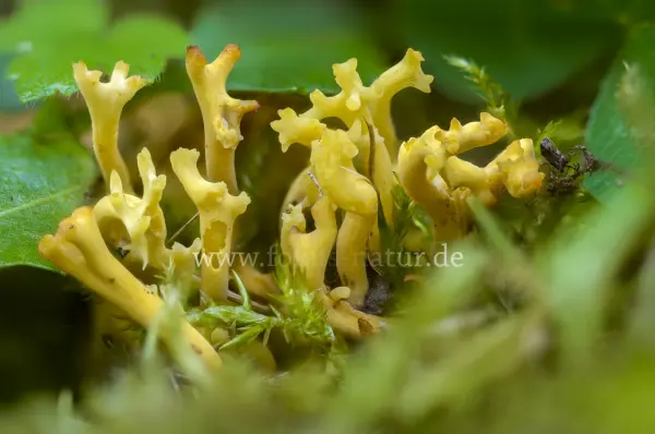 Fokus-Natur Bild