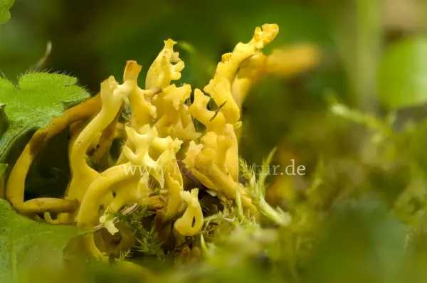 Fokus-Natur Bild