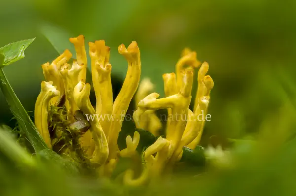 Fokus-Natur Bild
