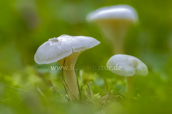 Fokus-Natur Bild