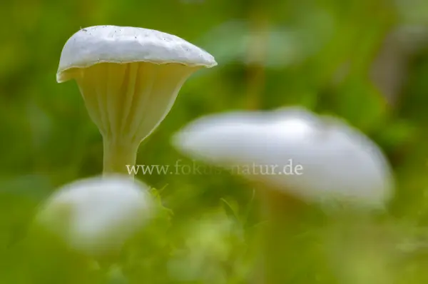 Fokus-Natur Bild