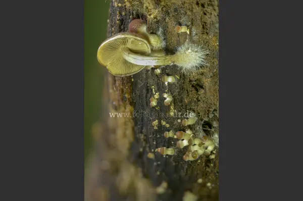 Fokus-Natur Bild