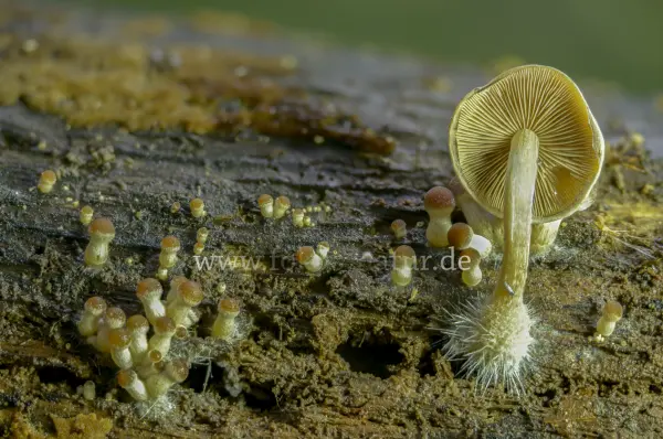 Fokus-Natur Bild