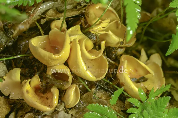 Fokus-Natur Bild
