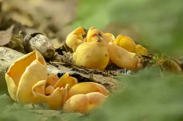 Fokus-Natur Bild