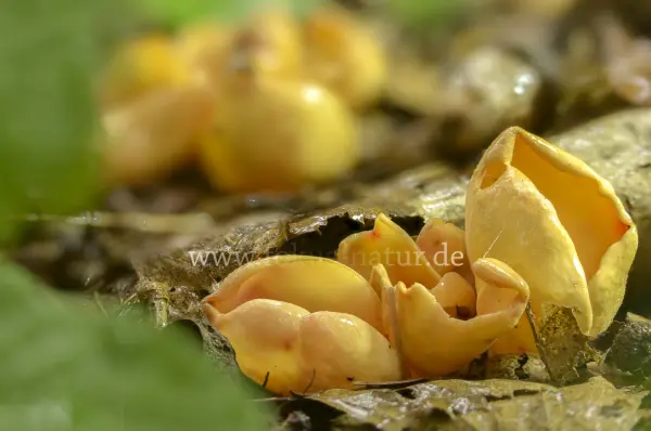 Fokus-Natur Bild