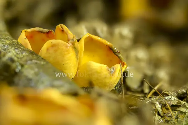 Fokus-Natur Bild