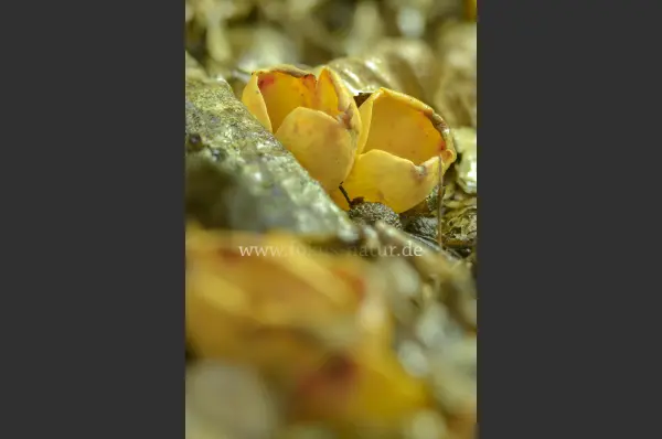 Fokus-Natur Bild