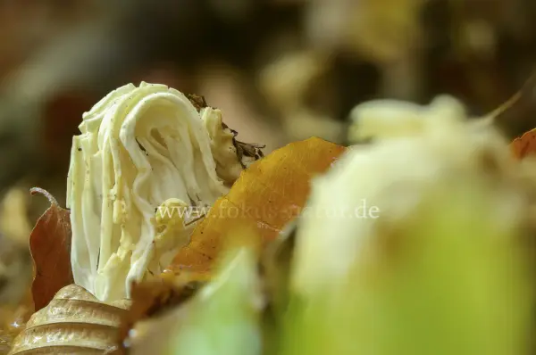 Fokus-Natur Bild