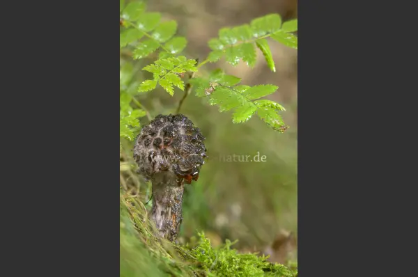 Fokus-Natur Bild