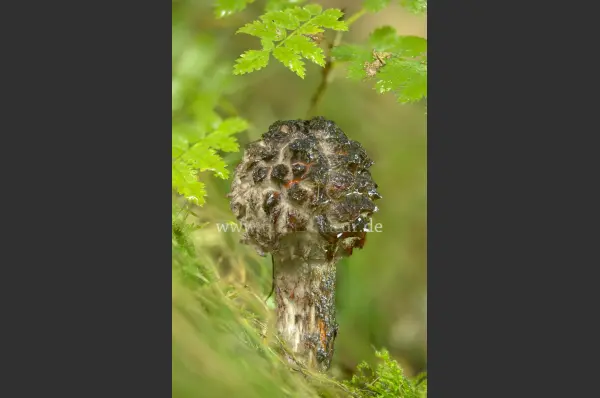 Fokus-Natur Bild