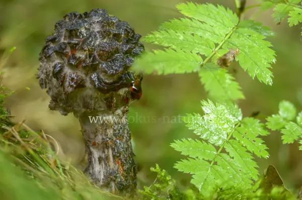 Fokus-Natur Bild