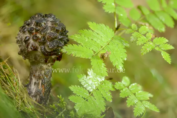 Fokus-Natur Bild