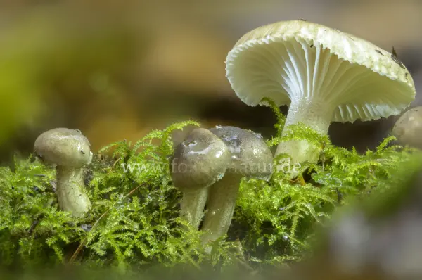 Fokus-Natur Bild