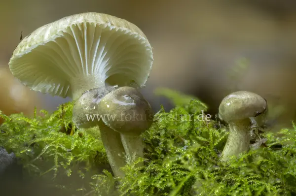 Fokus-Natur Bild