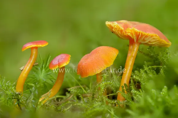 Fokus-Natur Bild