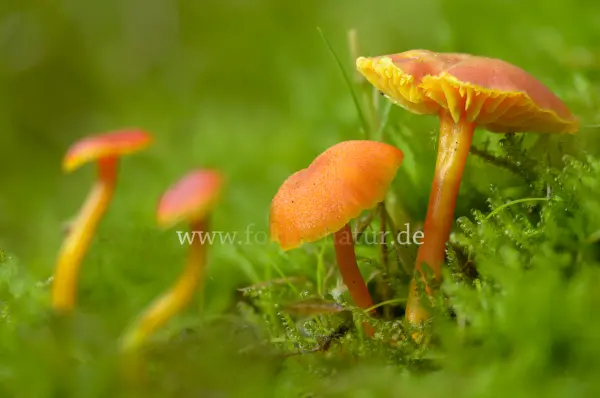 Fokus-Natur Bild