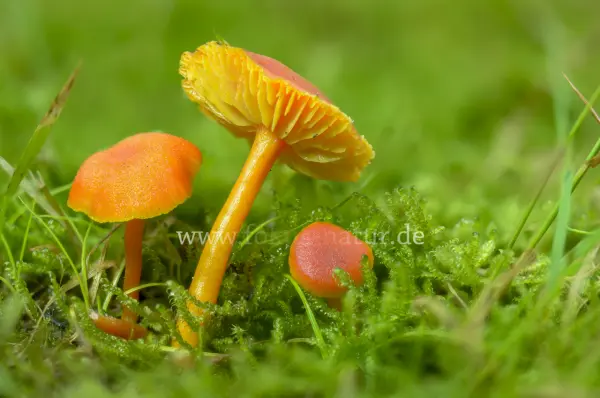 Fokus-Natur Bild