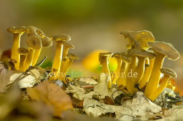 Fokus-Natur Bild