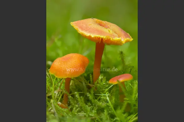 Fokus-Natur Bild