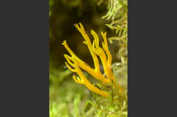 Fokus-Natur Bild