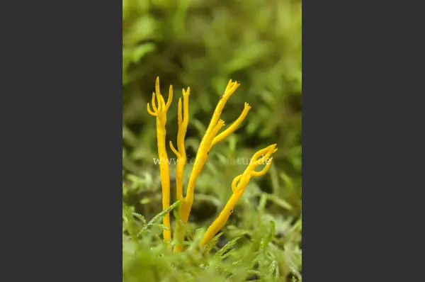 Fokus-Natur Bild
