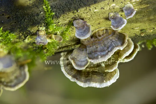 Fokus-Natur Bild