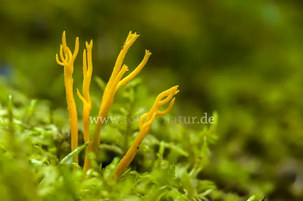 Fokus-Natur Bild