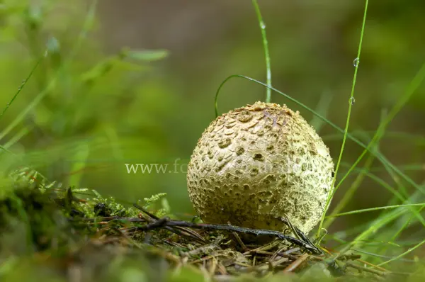 Fokus-Natur Bild