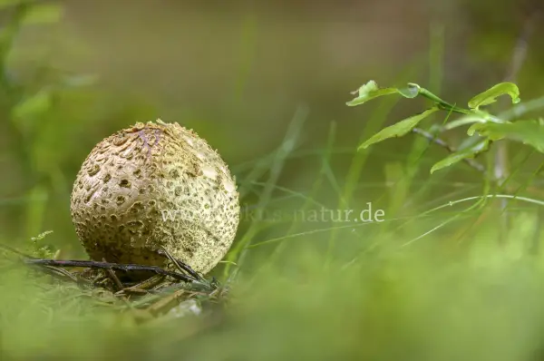 Fokus-Natur Bild