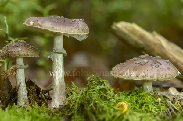 Fokus-Natur Bild
