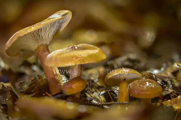 Fokus-Natur Bild