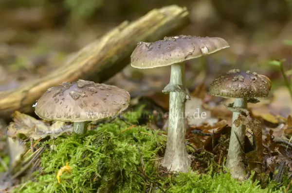 Fokus-Natur Bild